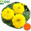 Marigold Flower Extract Lutein Powder